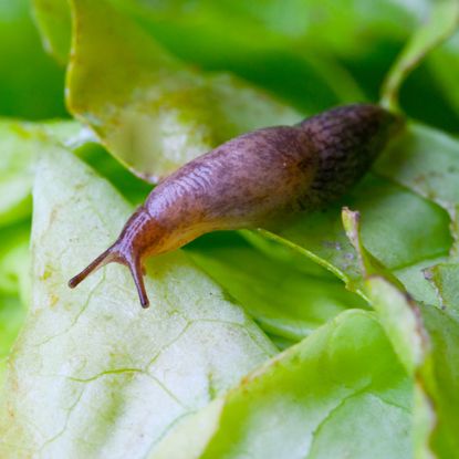 Slug eating lettuce
