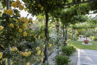 cottage garden layout ideas: roses on pergola