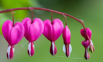 Bleeding hearts