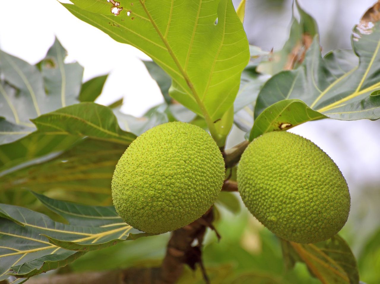 Breadfruit Tree