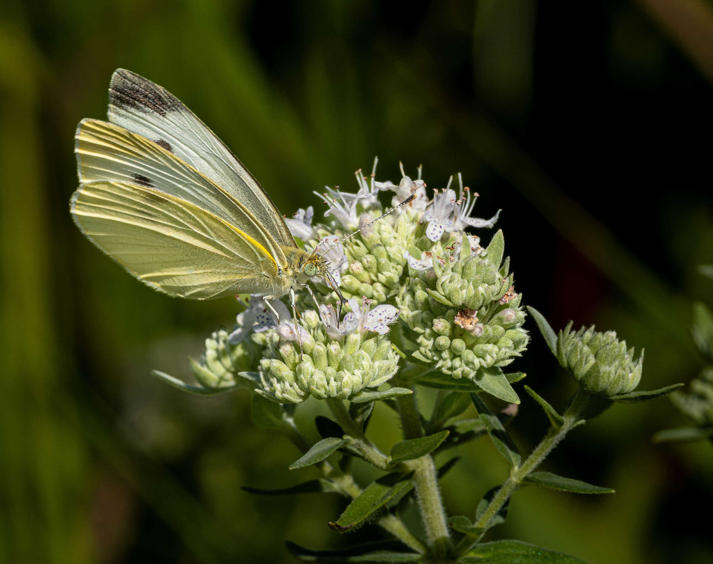 Mountain mint variety with butterfly perched atop it