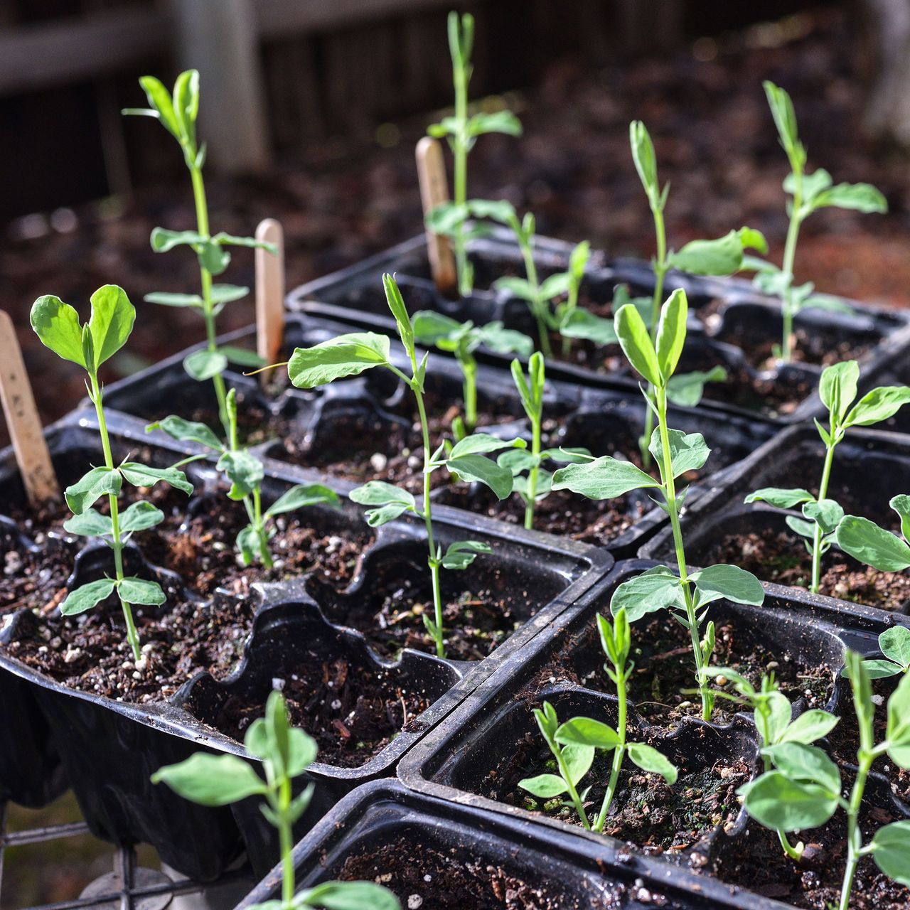 How to grow sweet peas from seed for a burst of colour | Ideal Home