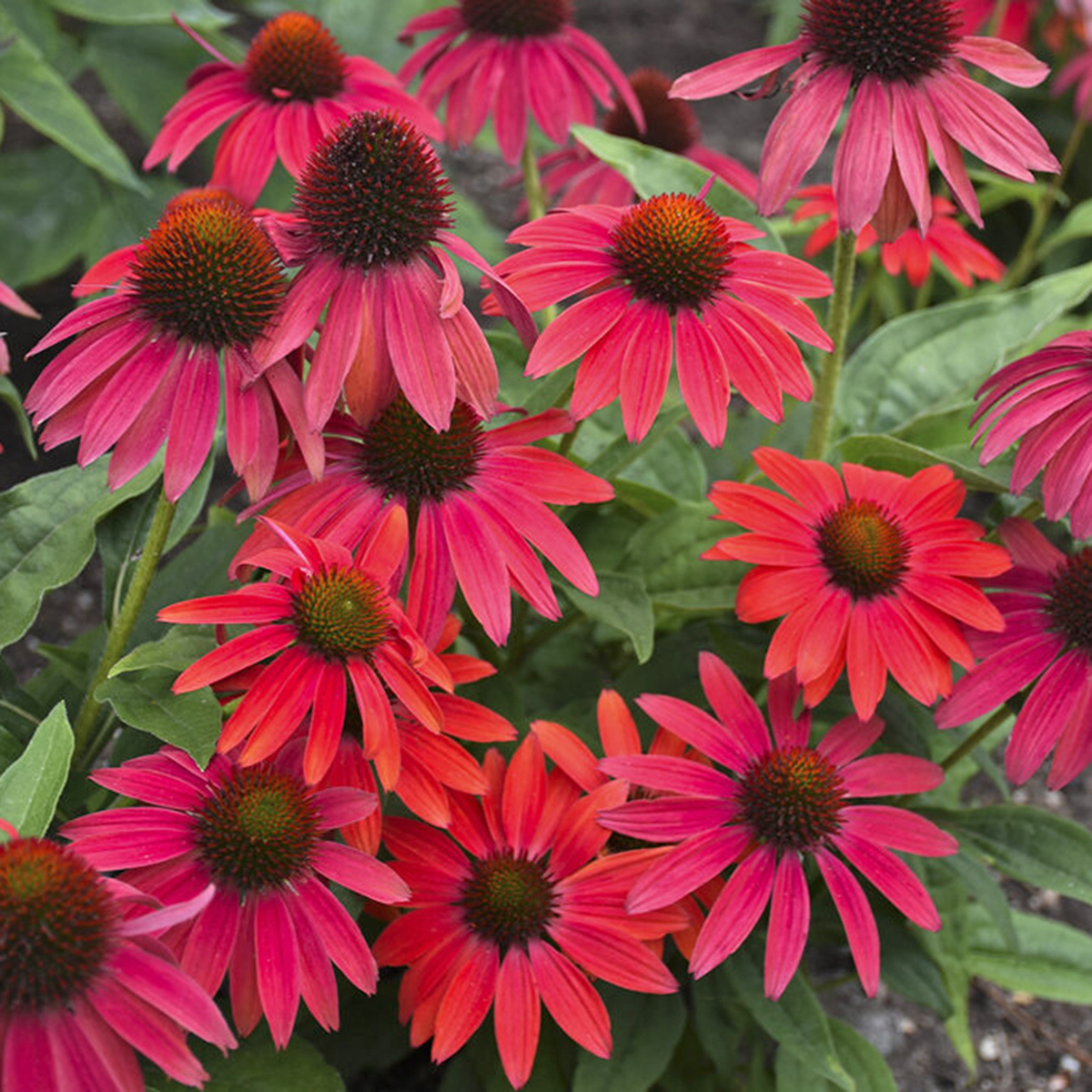 Proven Winners Echinacia Summersong Firefinch