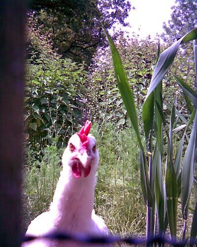 This chicken in Bourg en Bress seems to suspect something.