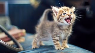 Kitten meowing