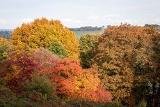 Winkworth Arboretum, set in a valley within a rolling landscape in Surrey, is famed for its seasonal display.