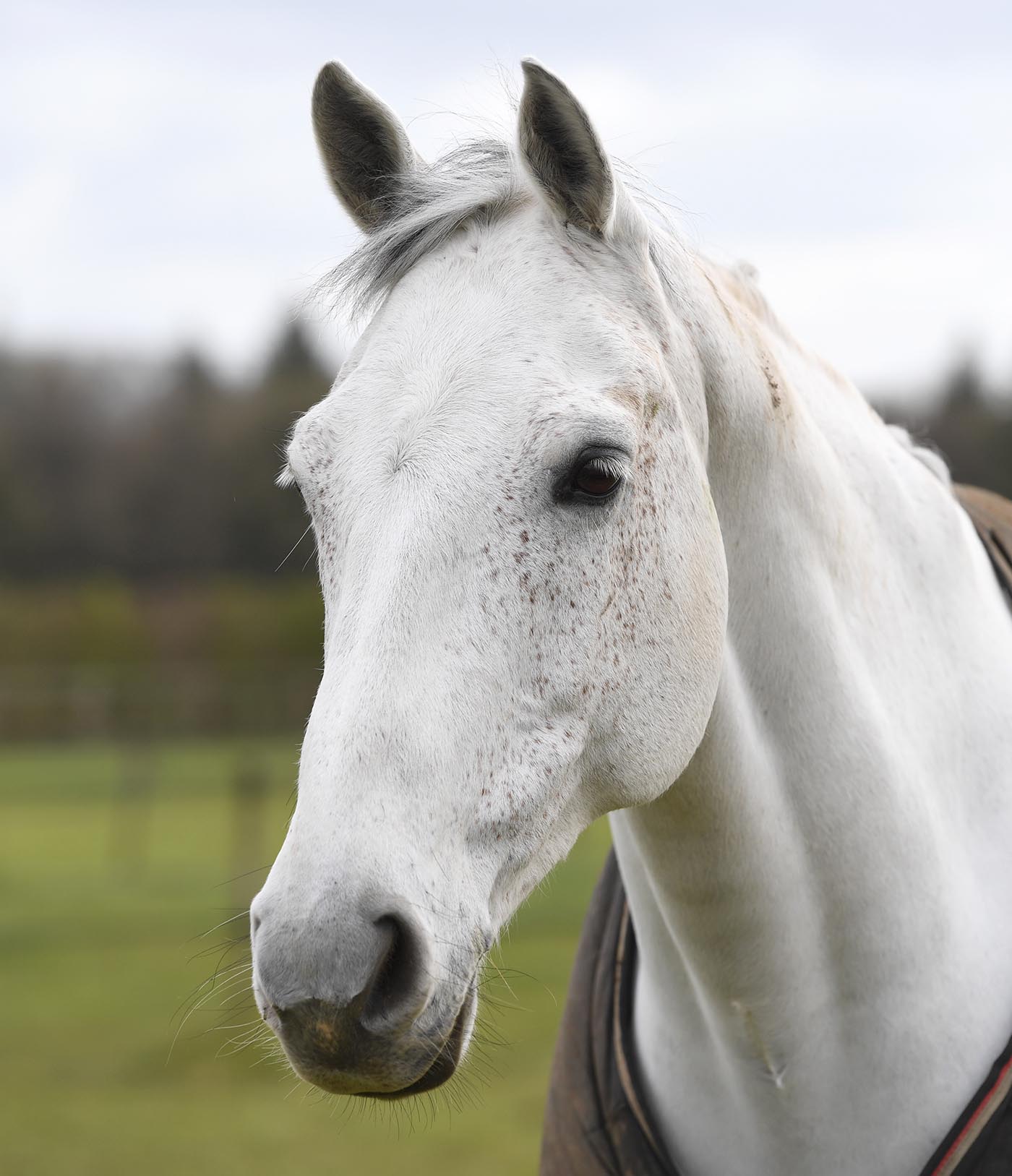 Kitty King yard: Cristal Fontaine in the field