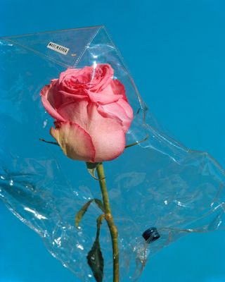 Crushed pink rose