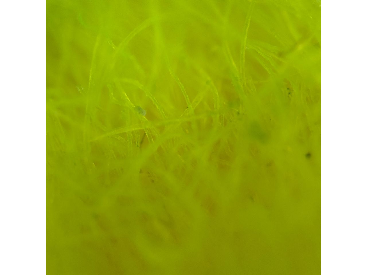 Oppo Find X3 Pro camera sample