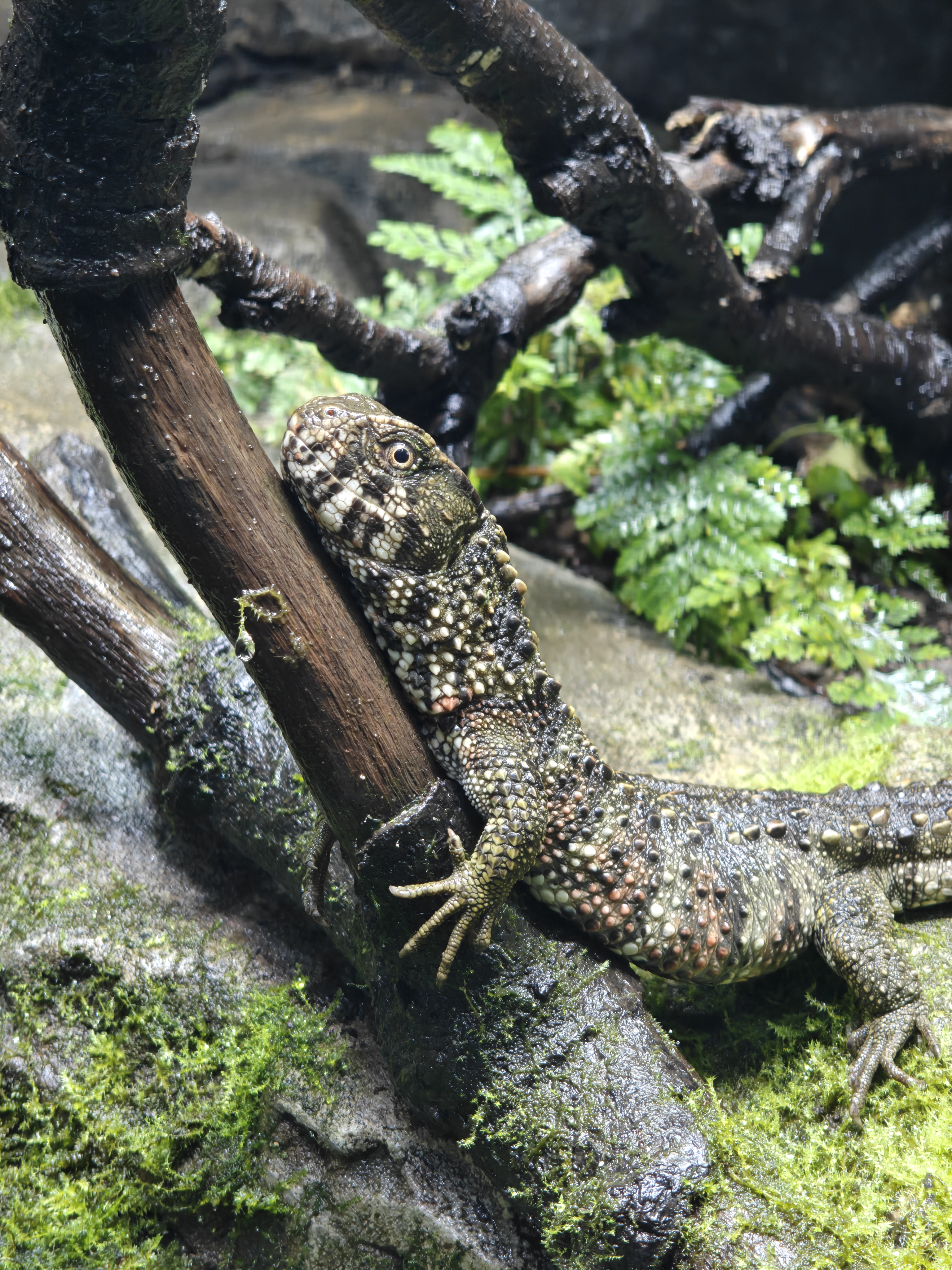 A lizard resting against a branch