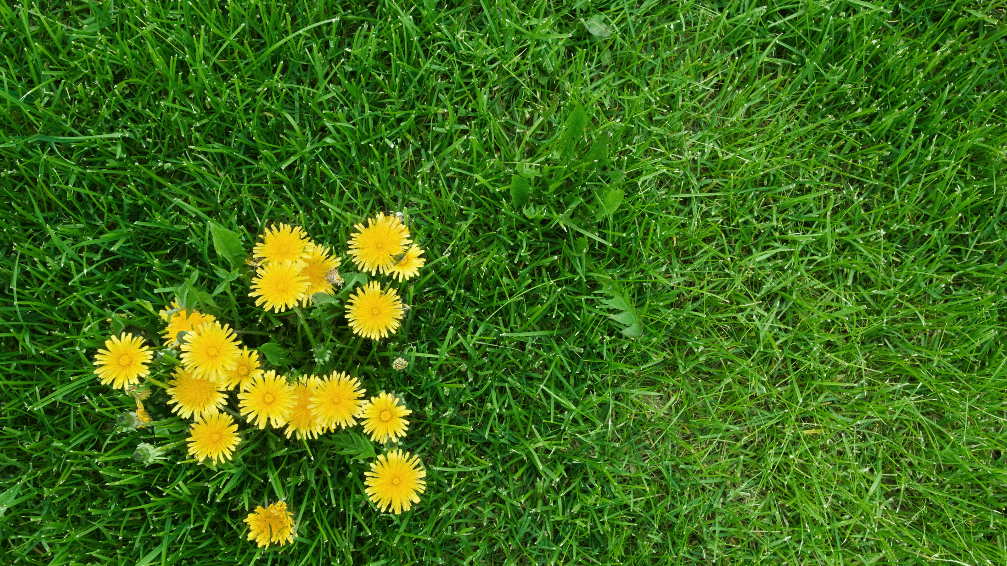 Dandelions in a lawn