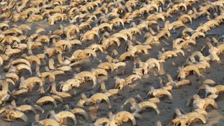 The ram skulls neatly lines up in rows.