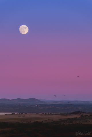 A flock of birds flies in front of the "Belt of Venus" over the village of Monsaraz in Portual's Dark Sky Alqueva Reserve in this photo captured by astrophotographer Miguel Claro.