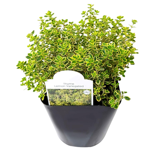 A live thyme plant