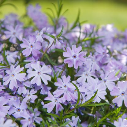 purple creeping phlox flowers growing in a garden as groundcover