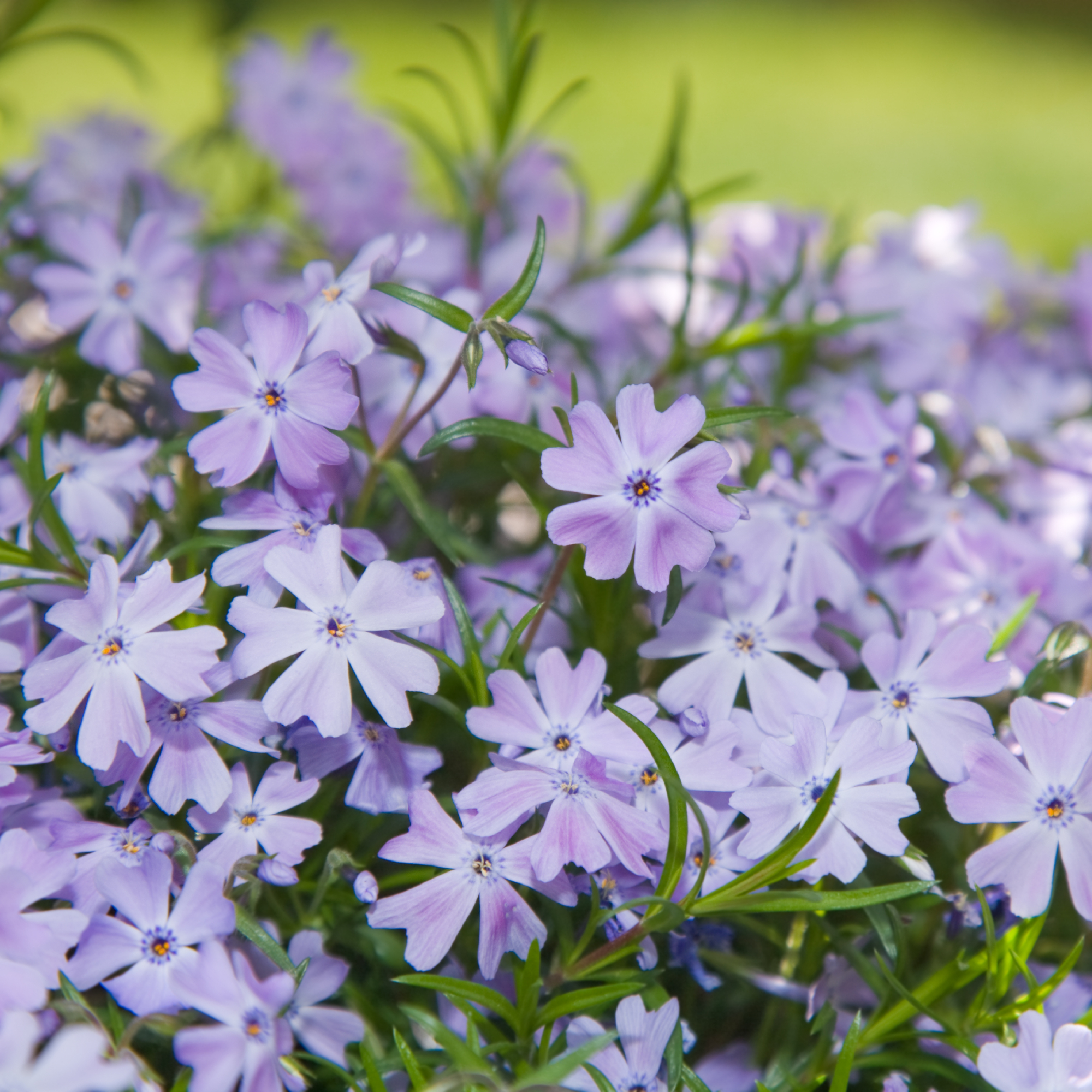 purple creeping phlox flowers growing in a garden as groundcover