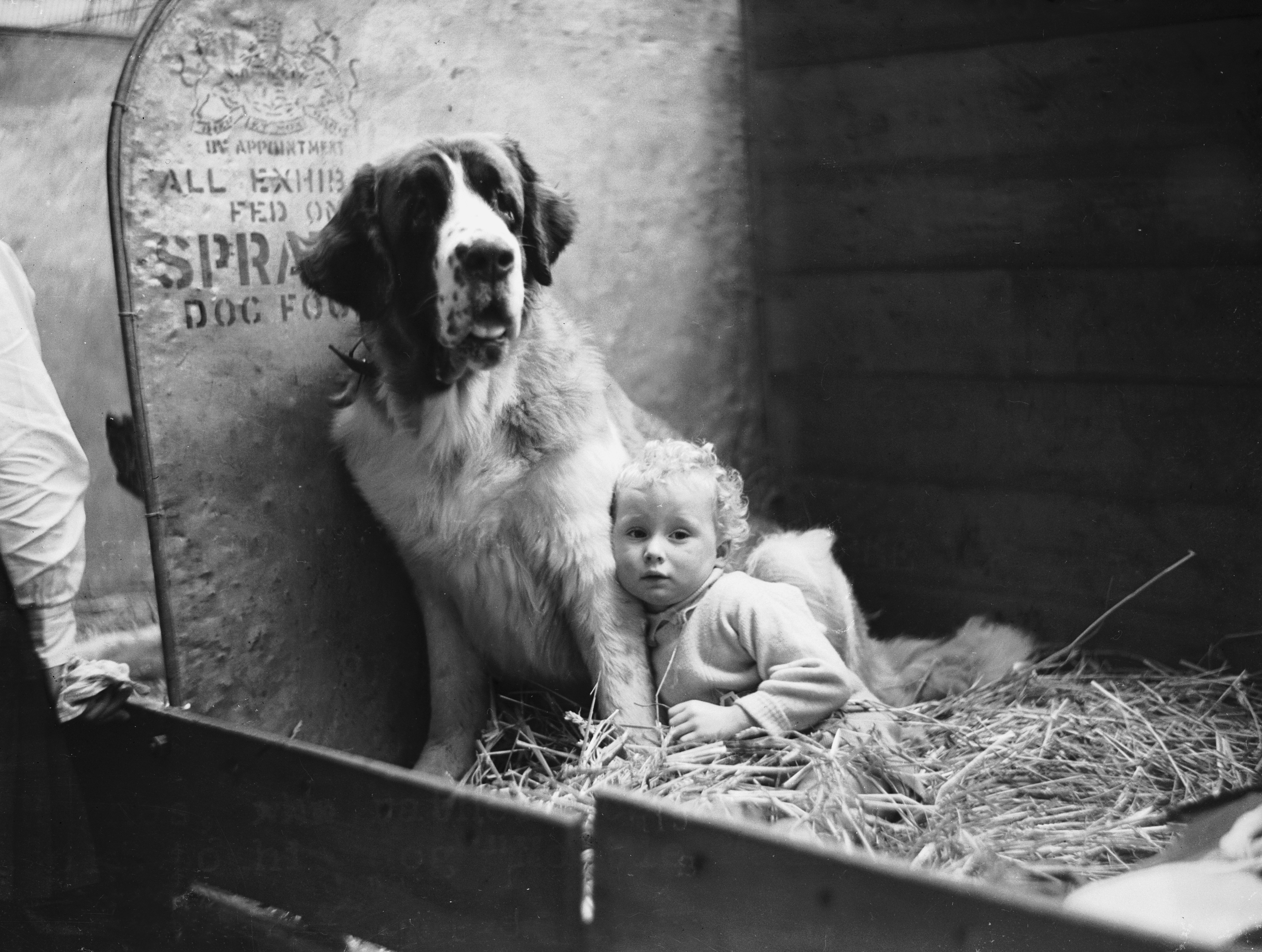 A young child sits on straw beside a large St Bernard dog inside a show pen at Crufts in 1937.