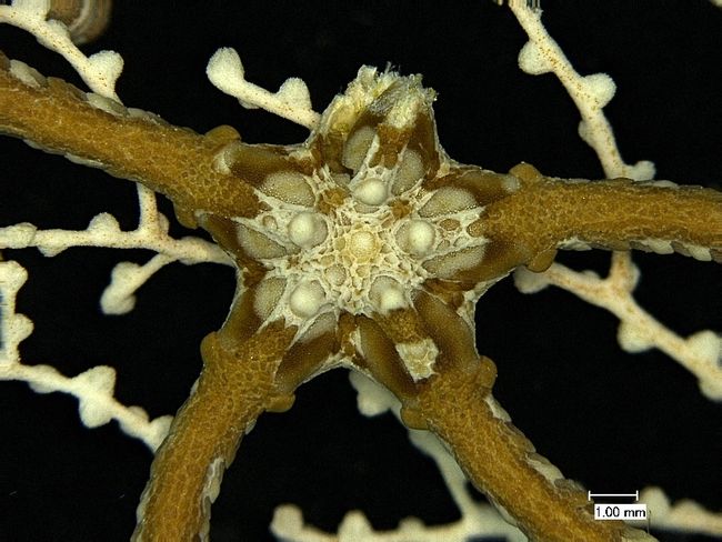 A closer look of a deep-sea brittle star.
