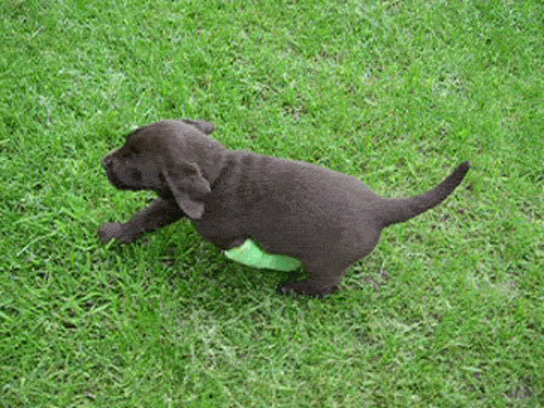 Puppy Running with Bandaged Leg