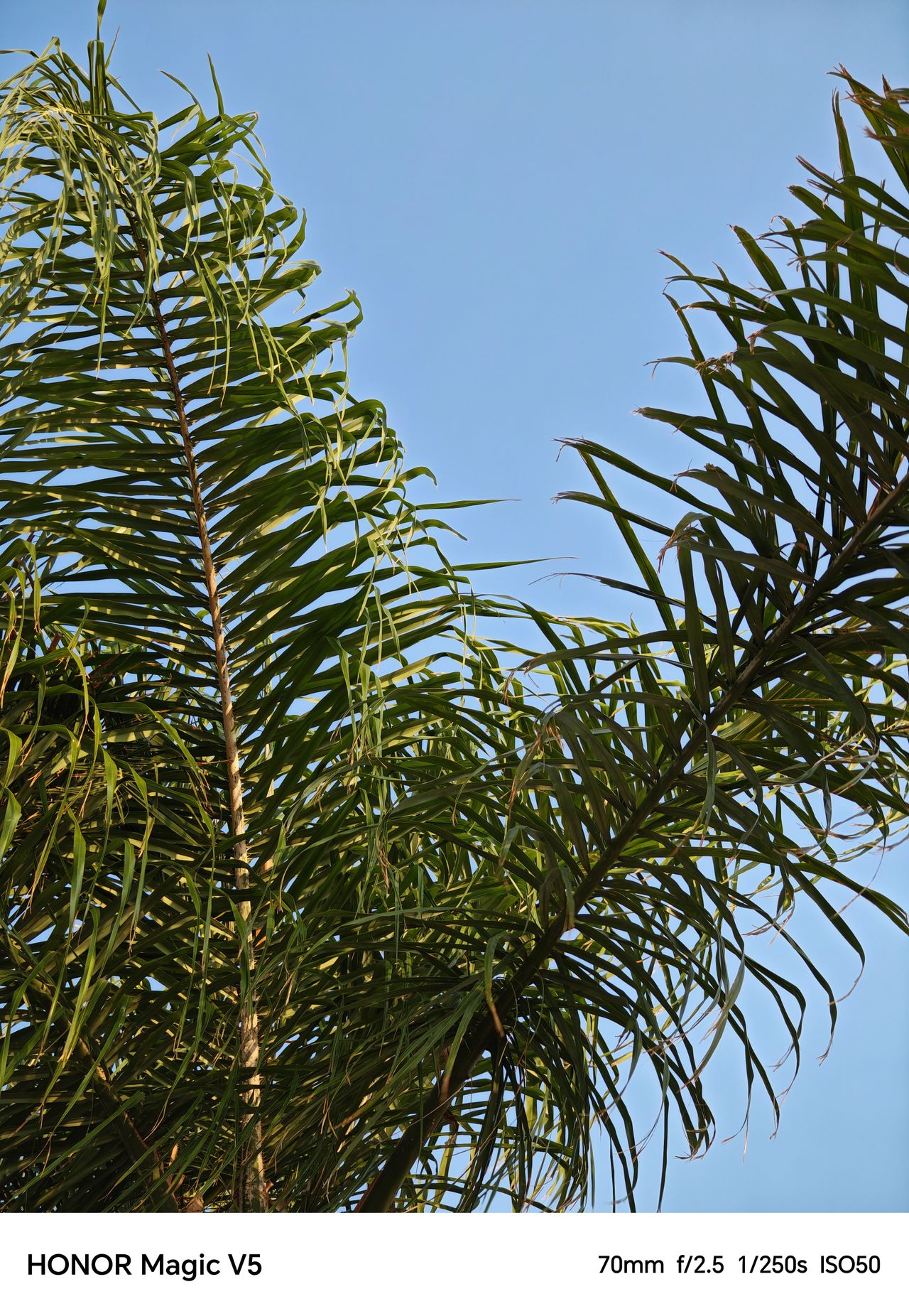 Close-up of palm tree leaves in front of a blue sky