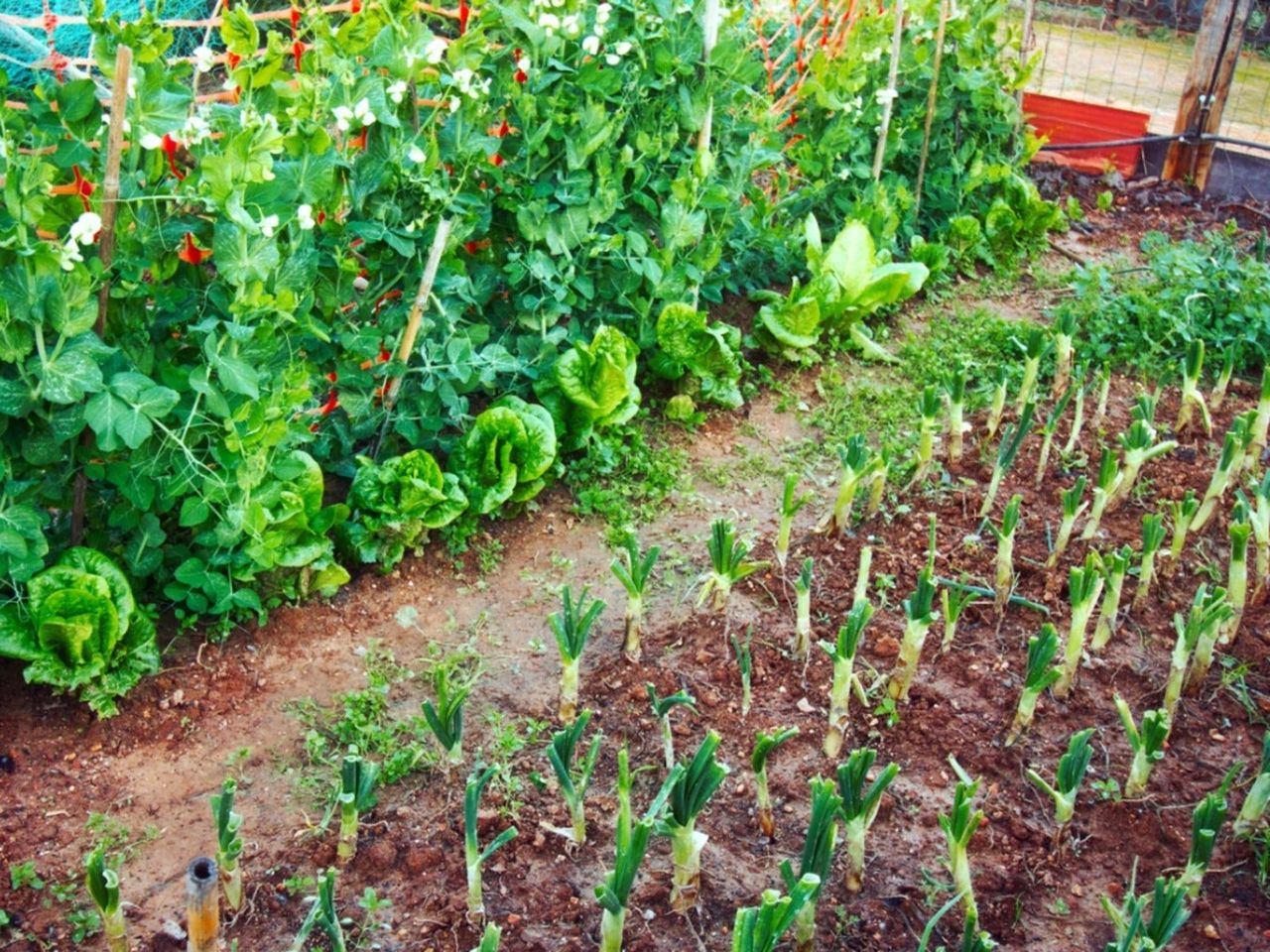 Leeks, lettuce, and peas growing close together in a garden