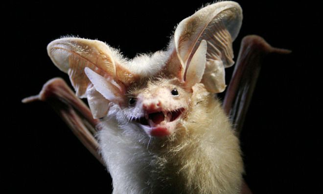 Bat