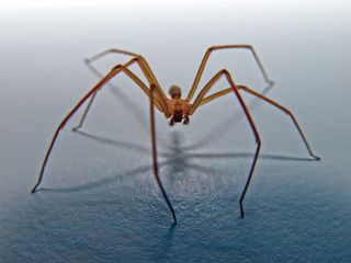 A brown recluse spider on a light blue background