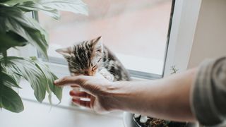 Tabby cat licking persons hand