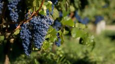 grapes in vineyard