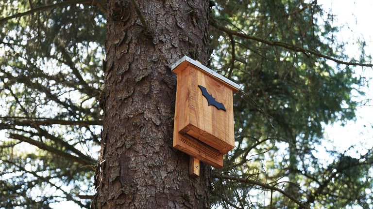 wooden bat houses on tree in forest 