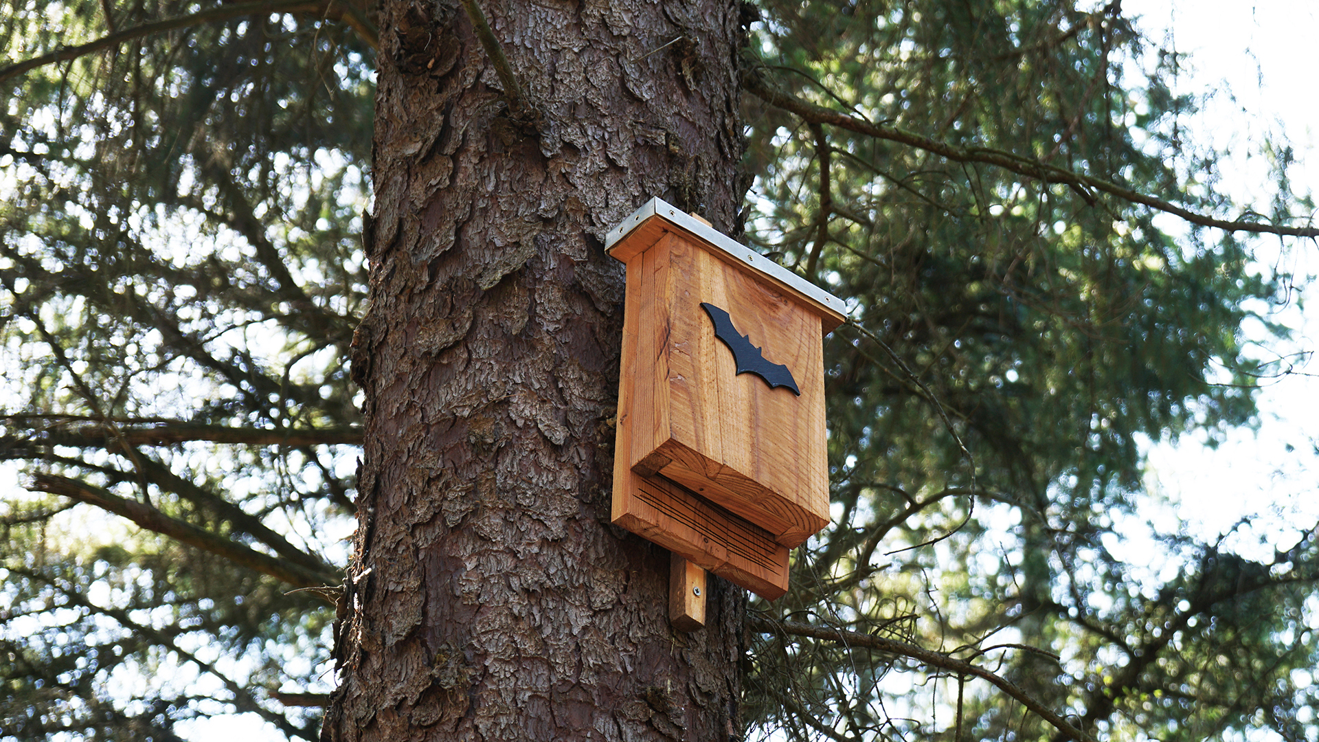 grado silbar termómetro Bat houses: a guide to creating a roosting box for bats | Homes & Gardens