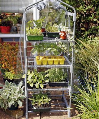 Shelves with plastic cover greenhouse