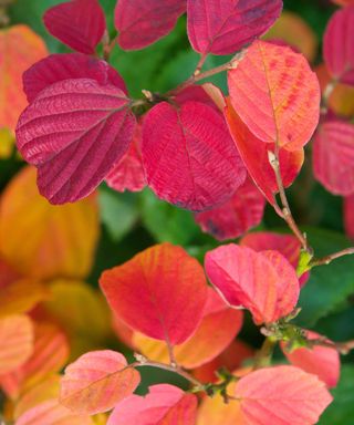 Fothergilla leaves in the fall
