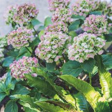 Pink and white hydrangea flowers growing in garden