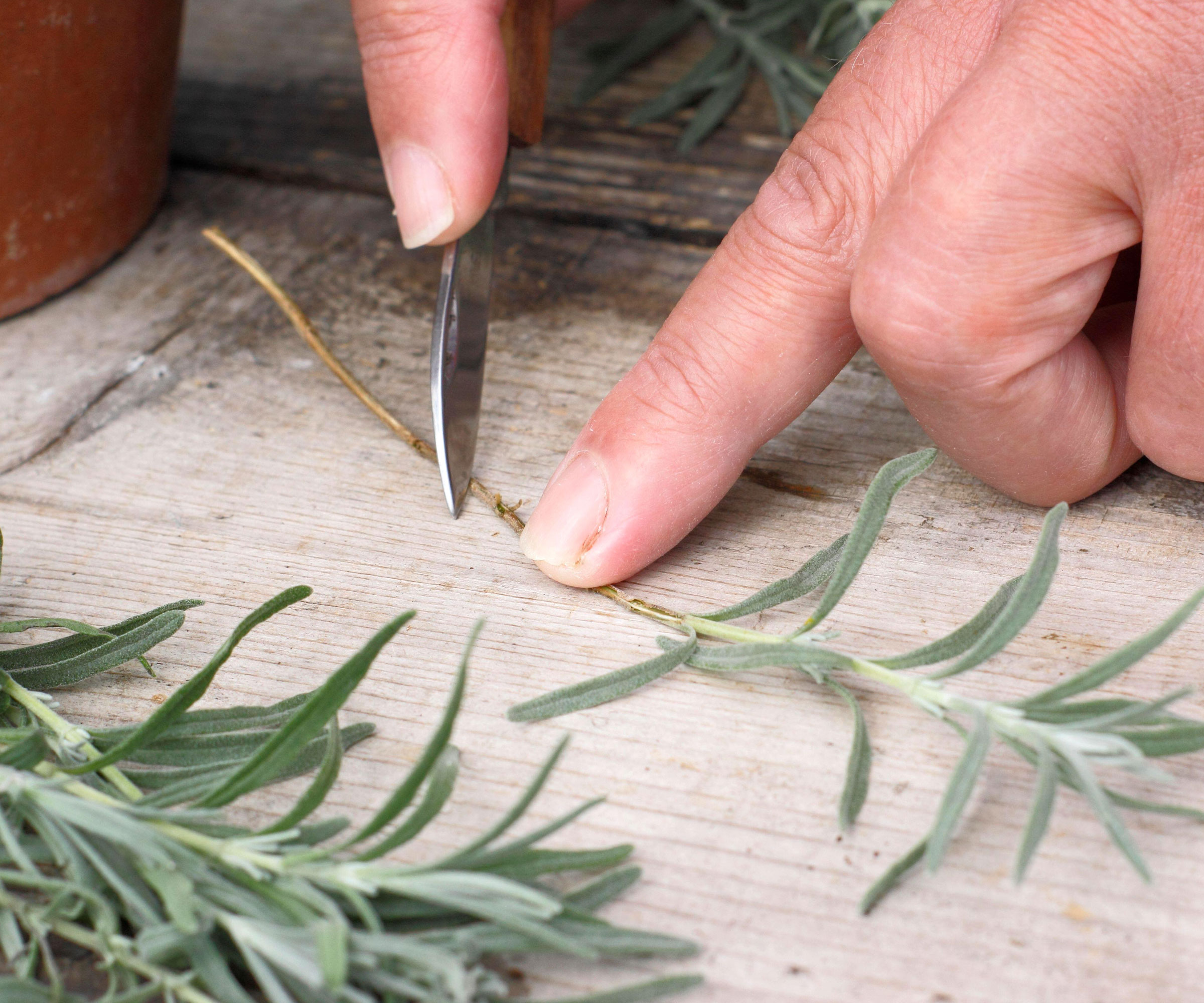making lavender cuttings on white wooden table