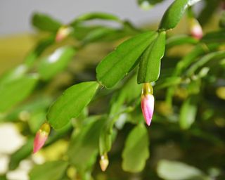 Christmas cactus buds