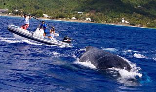 humpback whale tag