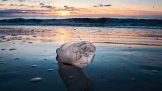 Plastic bottle washed up on sandy beach.