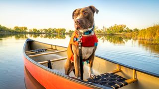 Dog stood on a canoe on a lake