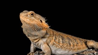 Bearded dragon