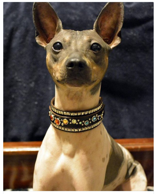 American hairless terrier.