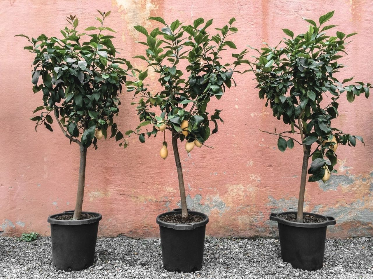 Three potted lemon trees in front of a pink wall