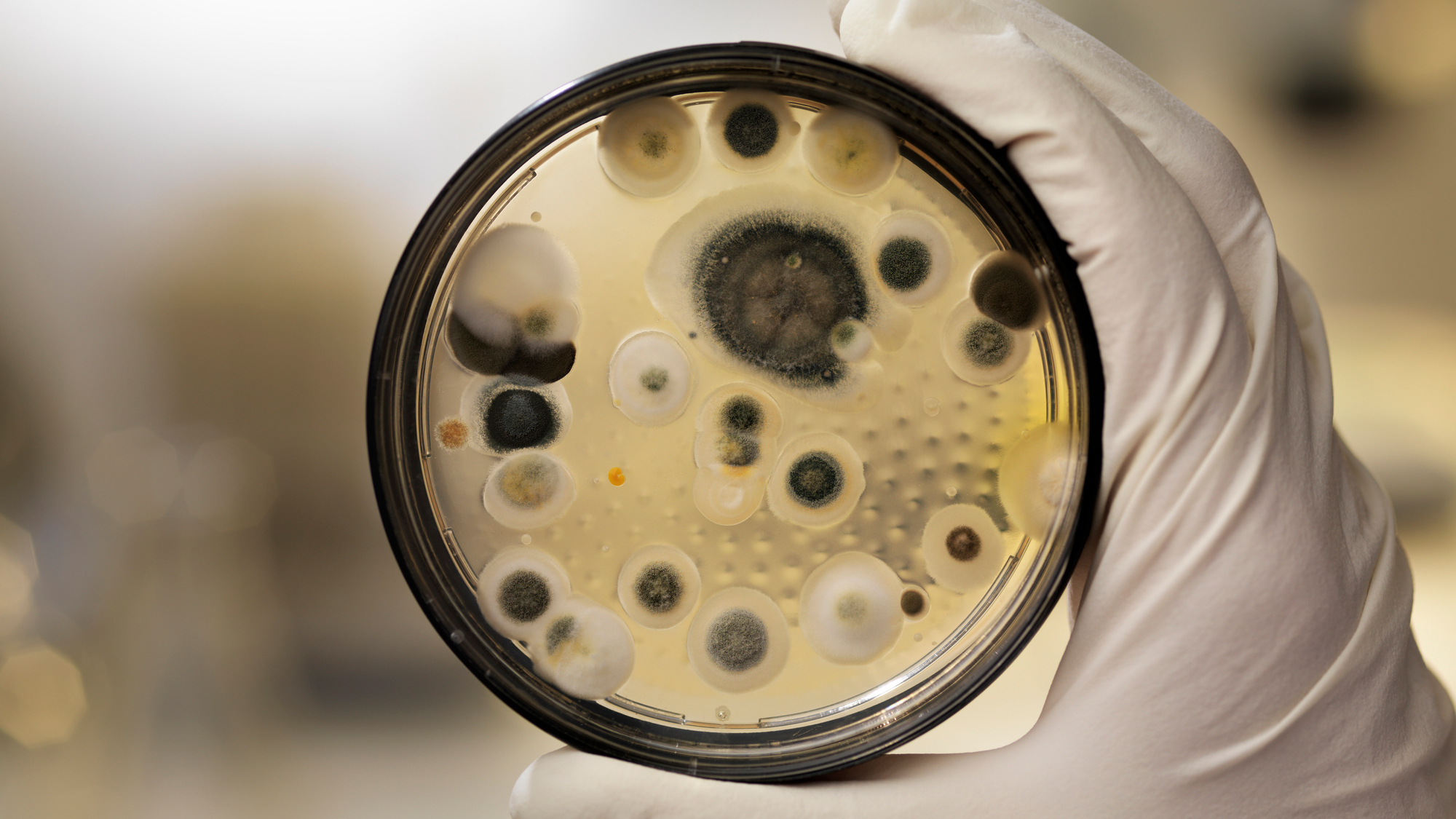 Innovations in Mold Testing Technology: What’s New in 2024?