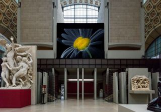 Laurent Grasso on nature and destruction at Musee d'Orsay