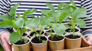 how to grow winter brassicas: cauliflower seedlings in compostable pots ready for planting out