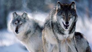 Two gray wolves in the snow looking towards the camera