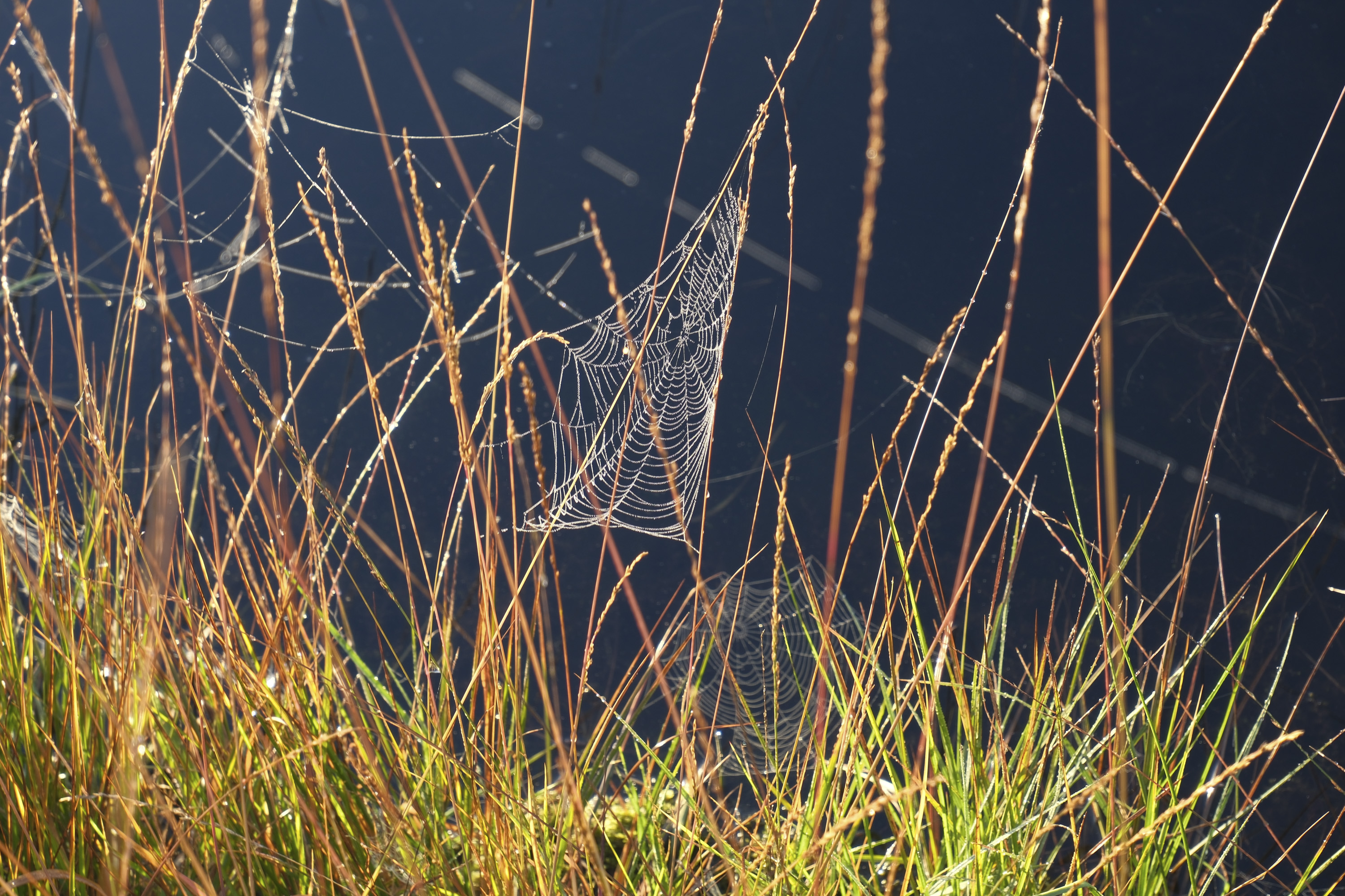 Cobweb between long blades of grass over water, taken with the Fujifilm X-M5