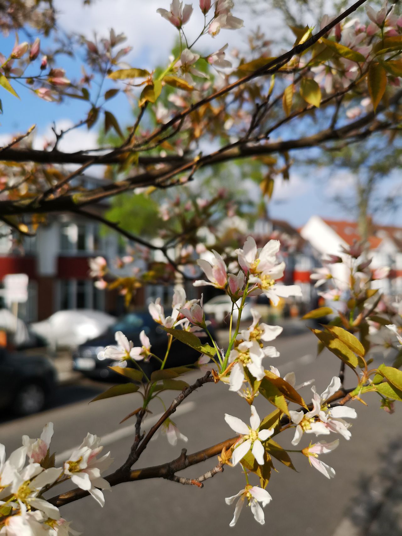 Artificial bokeh activates automatically thanks to Huawei's AI camera smarts.