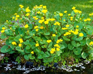 caltha palustris or marsh marigold planted at the edge of a pond