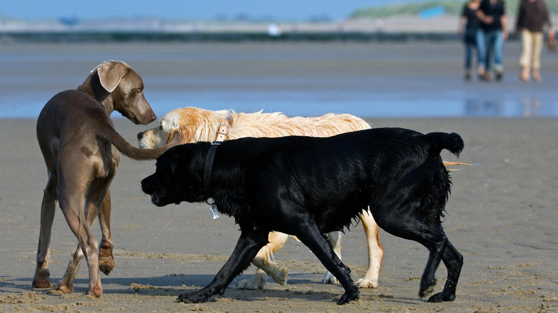 Three dogs meeting on a beach